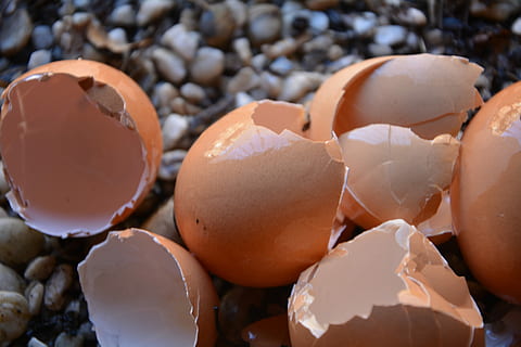 Egg Shells, Broken, Calcium, egg, eggshell, cracked, brown, no people, close-up, food and drink, shell, food, freshness, fragility, vulnerability, nature, still life, animal egg, focus on foreground, wellbeing, egg carton, large group of objects, 5K, CC0, public domain, royalty free