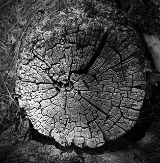 romp, oud, dwarsdoorsnede, sectie, versleten, structuur, ringen, boomring, gebarsten, boomstronk, ontbossing, houtindustrie, getextureerde, detailopname, natuurlijk patroon, schors, natuur, geen mensen, fabriek, boom, Bos, recht boven, patroon, dag, ruw, hout, hout - materiaal, buitenshuis, 2K, CC0, publiek domein, royaltyvrij