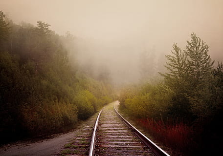 gris, carretera ferroviària, centre, verd, arbres, boira, carretera, rail, bosc, vell, fabulós, estiu, paisatge, fantasia, cap gent, transport, arbre, el camí a seguir, escena tranquil·la, planta, direcció, vies del ferrocarril, transport per ferrocarril, pista, naturalesa, medi ambient, terra, tardor, tranquil·litat, perspectiva decreixent, bellesa a la natura, a l'aire lliure, 4K, CC0, domini públic, lliure de regalies