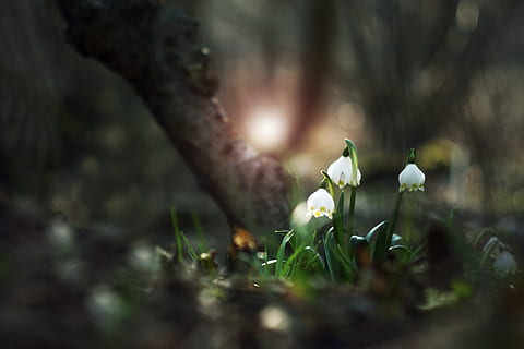 selective, photography, white, petaled flower, flower, jack, snowflake, forest, spring, nature, light, flowers, branch, flowering, floodplain forest, west, sun, old glass, no people, growth, outdoors, day, fragility, plant, flowering plant, vulnerability, beauty in nature, freshness, snowdrop, selective focus, petal, land, close-up, tree, flower head, inflorescence, springtime, crocus, 4K, CC0, public domain, royalty free