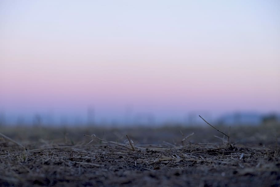 herba marró, arbre, a l'aire lliure, escènic, núvol, alba, reflexió, nacional, pau, silueta, turó, espai, riu, oceà, fosc, planta, clima, tardor, sorra, platja, parc, cel, posta de sol, naturalesa, paisatge, enfocament selectiu, medi ambient, còpia espai, cap gent, terra, boira, bellesa a la natura, tranquil·litat, crepuscle, al matí, vespre, escenics - natura, sol, 4K