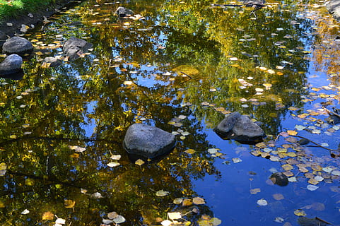 courant, réflexion, des arbres, ciel, bleu, eau, humide, la nature, paysage, tranquille, environnement, plante, Roche, Lac, personne, feuille, journée, partie de la plante, solide, rock - objet, beauté dans la nature, croissance, vue grand angle, tranquillité, l'automne, arbre, flottant, changement, en plein air, flottant sur l'eau, ruisseau - eau courante, feuilles, peu profond, 5K, CC0, domaine public, libre de droits