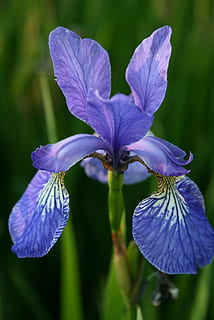bloem, iris, blauw, bloeiende plant, bloemblad, breekbaarheid, kwetsbaarheid, versheid, fabriek, schoonheid in de natuur, detailopname, Purper, bloeiwijze, groei, bloemhoofd, natuur, iris - plant, focus op de voorgrond, geen mensen, dag, selectieve aandacht, buitenshuis, stuifmeel, lente, 2K, CC0, publiek domein, royaltyvrij