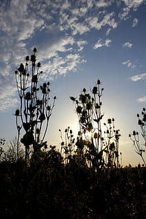dipsacus, laciniatus, llum, raigs, sol, teasle, card, naturalesa, plantes, estiu, cel, creixement, bellesa a la natura, núvol - cel, silueta, planta, posta de sol, cap gent, escenics - natura, tranquil·litat, camp, escena tranquil·la, terra, a l'aire lliure, flor, escena no urbana, vista d’angle baix, vespre, paisatge, 4K, CC0, domini públic, lliure de regalies