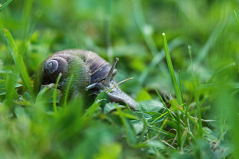 cargol, sonda, naturalesa, shell, animal, lentament, cargols de cargol, espiral, mol·lusc, creuar, halm, tancar, closca de cargol, cargol de terra, prat, món animal, macro, rèptil, gatejar, habitatge, criatura, estiu, plantes silvestres, branca, un animal, herba, color verd, vida salvatge, planta, fauna animal, temes d'animals, animals a la natura, invertebrat, enfocament selectiu, creixement, primer pla, terra, gasteròpode, dia, cap gent, camp, a l'aire lliure, fulla d'herba, 5K, CC0, domini públic, lliure de regalies