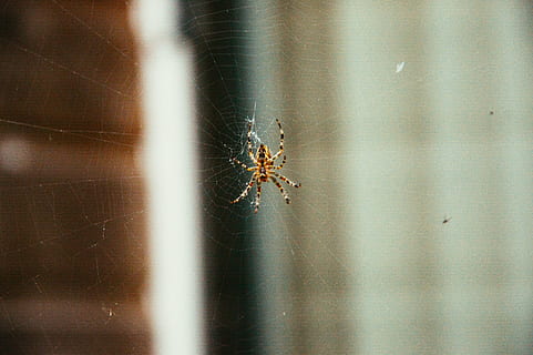 selective, focus, brown, spider, web, barn, photography, insects, animals, one animal, animal themes, animals in the wild, animal wildlife, insect, day, no people, selective focus, close-up, invertebrate, arachnid, arthropod, spider web, animal, fragility, zoology, focus on foreground, animal leg, outdoors, 5K