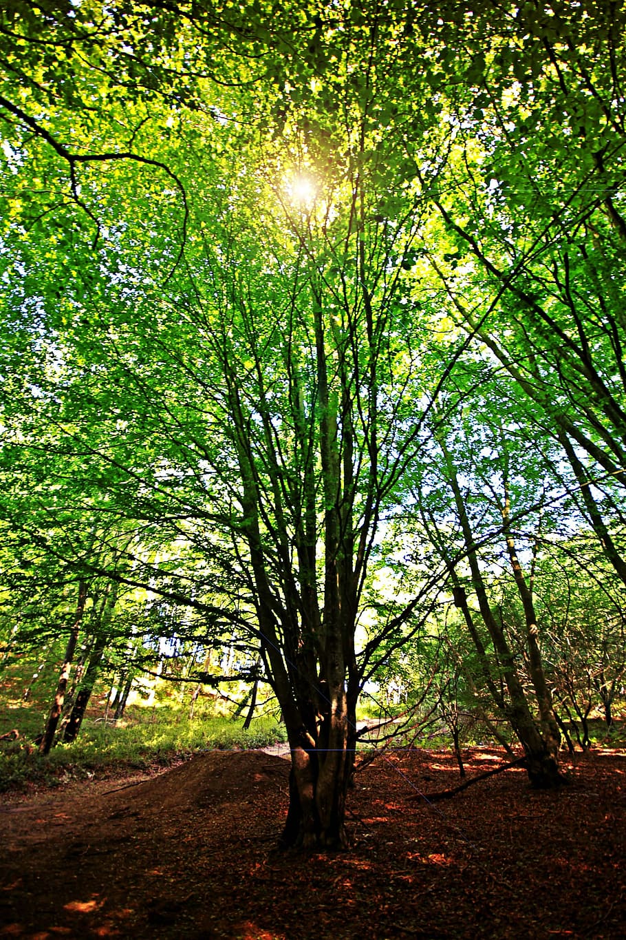 faig, llum de fons, naturalesa, fulles, arbres, verd, branques, raig de sol, muntanya, clarobscur, brillantor, vegetació, sol, exuberant, llum natural, bosc, arbre, a l'aire lliure, fora, contrast, full, escena tranquil·la, dia, planta, terra, tranquil·litat, bellesa a la natura, creixement, llum solar, cap gent, escenics - natura, tronc de l'arbre, tronc, escena no urbana, color verd, streaming, 2K