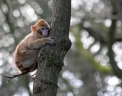 scimmia, ramo di un albero, macaco, animale, primate, mammifero, selvaggio, natura, carina, Asia, asiatico, viso, pelliccia, divertente, giungla, all'aperto, Marrone, giovane, bambino, albero, Tailandia, foresta, peloso, creatura, analizzare, cercare, guardare, parco, zoo, temi animali, fauna selvatica, animali allo stato selvatico, un animale, pianta, concentrarsi sulle conoscenze acquisite, vertebrato, ramo, tronco d'albero, tronco, nessuno, giorno, seduta, 2K, CC0, dominio pubblico, privo di copyright