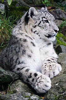lumi leopardi, muuttamisesta, harmaa, siirtolohkare, uinuva, saalistaja, eläin, villieläimet, lihansyöjä, luonto, undomesticated kissa, nisäkäs, eläimiä, vaara, uhanalaiset lajit, iso kissa, leopardi, suuri, tiikeri, turkis, eläinten teemoja, kissan-, rentoutuminen, yksi eläin, eläinten villieläimet, päivä, Petoeläimet, ei ihmisiä, kissa, eläinten merkinnät, selkärankainen, rock, rock - esine, maa, maata, ulkona, valkoinen tiikeri, parta, eläimen pää, 2K, CC0, public domain, rojaltivapaa