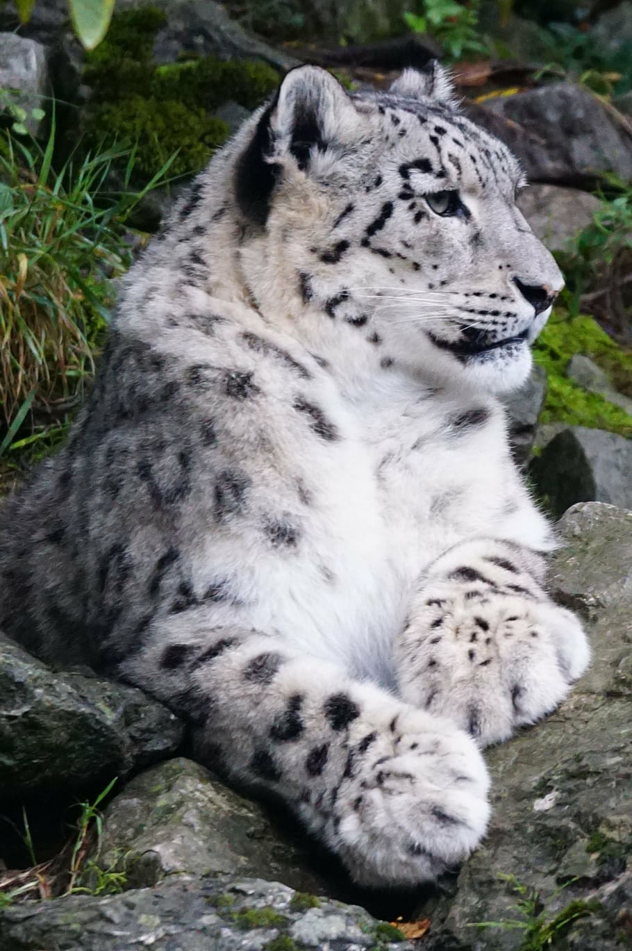 lleopard de les neus, posada, gris, boulder, inactiu, depredador, animal, vida salvatge, carnívor, naturalesa, gat no domesticat, mamífer, animals a la natura, perill, Espècies en perill d'extinció, gat gran, lleopard, gran, tigre, pell, temes d'animals, felí, relaxació, un animal, fauna animal, dia, carnivora, cap gent, gat, marques d’animals, vertebrats, rock, rock - object, terra, estirat, a l'aire lliure, tigre blanc, bigotis, cap d’animals, 2K