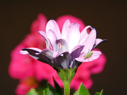 flor, vermell, primavera, error, naturalesa, animal, insecte, planta amb flors, planta, frescor, fragilitat, vulnerabilitat, bellesa a la natura, pètal, primer pla, color rosa, inflorescència, cap de flor, creixement, tir de l'estudi, cap gent, enfocament selectiu, pol·len, centrar-se en primer pla, fons negre, porpra, suavitat, sepal, 4K, CC0, domini públic, lliure de regalies