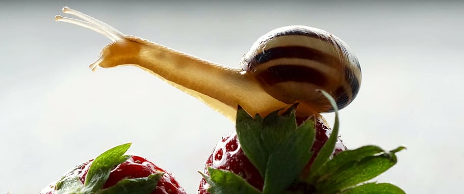 cargol, superior, maduixa, maduixes, shell, sonda, mol·lusc, lentament, rèptil, tancar, closca de cargol, fruita, gatejar, menjar, macro, animal, criatura, món animal, transparent, invertebrats, cargols de cargol, curiós, postal, emoció, estirar, estirar el sensor, primer pla, enfocament selectiu, menjar i beguda, cap gent, frescor, dia, a l'aire lliure, fragilitat, flor, naturalesa, alimentació saludable, full, planta, part de la planta, benestar, vegetals, invertebrat, creixement, llavor, 4K