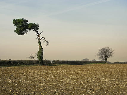 árbol, pino, solitario, superviviente, dúo, Francia, bahía, indre, querido, Chumeaumeillant, llanura, labor, tierra, suelo, retorcido, arboles, imágenes, naturaleza, escena rural, agricultura, al aire libre, campo, temporada, granja, planta, tranquilidad, escena tranquila, paisaje, cielo, paisajes - naturaleza, belleza en la naturaleza, ambiente, crecimiento, nadie, día, escena no urbana, luz del sol, idílico, aislado, 2K, CC0, dominio público, libre de derechos