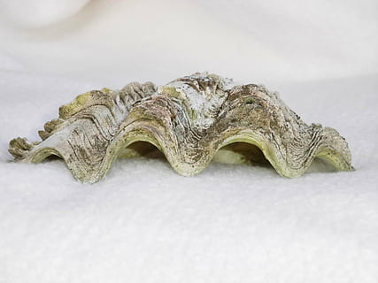 conchiglia, ostrica, in casa, avvicinamento, sfondo bianco, girato in studio, nessuno, natura morta, singolo oggetto, arte e artigianato, creatività, Colore bianco, messa a fuoco selettiva, tavolo, mestiere, tessile, modello, ritagliare, natura, vista dall'alto, strutturato, vecchio, 4K, CC0, dominio pubblico, privo di copyright