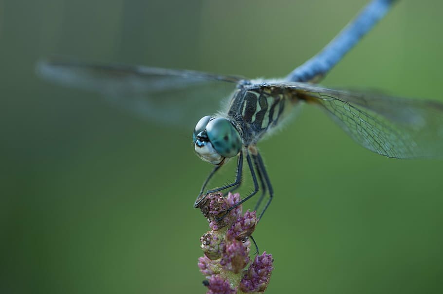 libèl·lula, insecte, blau, animal, temes d'animals, un animal, animals a la natura, fauna animal, invertebrat, planta, primer pla, planta amb flors, flor, naturalesa, ala dels animals, fragilitat, cap gent, bellesa a la natura, dia, vulnerabilitat, centrar-se en primer pla, color verd, porpra, ull d’animals, polinització, 4K