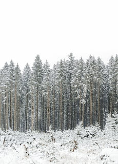 winterland, Mnichov, borovice, pokryté, sníh, les, strom, bílý, studená teplota, zimní, rostlina, přistát, klid, krása v přírodě, klidné scény, scenics - příroda, mimoměstské scény, nikdo, Příroda, nebe, čisté nebe, životní prostředí, den, růst, jehličnatého stromu, sněží, 4K, CC0, veřejná doména, bez autorských práv