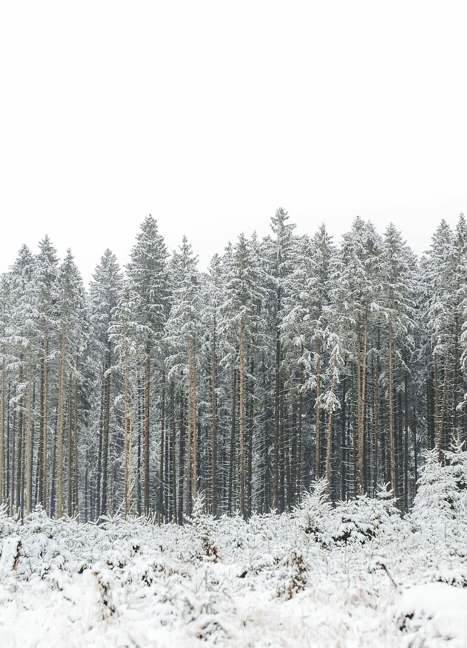 winterland | Mnichov, borovice, pokryté, sníh, les, strom, bílý, studená teplota, zimní, rostlina, přistát, klid, krása v přírodě, klidné scény, scenics - příroda, mimoměstské scény, nikdo, Příroda, nebe, čisté nebe, životní prostředí, den, růst, jehličnatého stromu, sněží, 4K