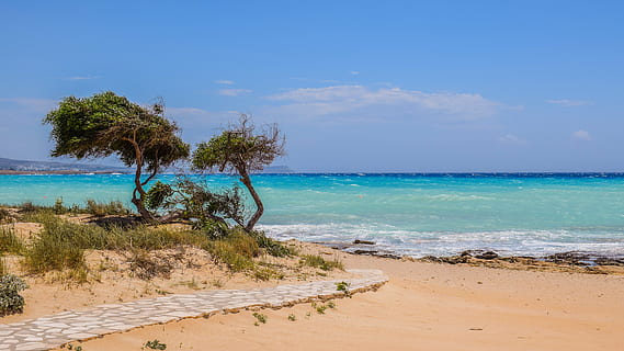 Grün, blätterte, Bäume, Strand Ufer, Baum, Dünen, Pfad, Meer ------- Strand, Natur, Meer, Strand, Landschaft, Horizont, makronissos, Zypern, Sand, szenen, Horizont über Wasser, Wasser, Land, Himmel, Schönheit in der Natur, Szenen - Natur, Pflanze, Ruhe, ruhige Szene, wolke - himmel, tropisches Klima, idyllisch, keine Leute, draußen, Kokospalme, tropischer Baum, türkisfarben, 5K, CC0, gemeinfrei, lizenzfrei