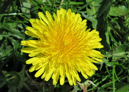 dandelion, weed, yellow, flower, meadow, flowering plant, vulnerability, fragility, plant, freshness, beauty in nature, petal, growth, flower head, close-up, inflorescence, focus on foreground, nature, day, no people, land, 4K, CC0, public domain, royalty free
