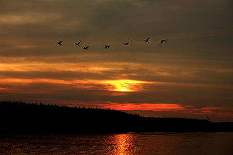 solnedgang, atardecer, flod, amazon, overfart, ferie, natur, berolige, vand, Soledad, fred, sol, fugle, himmel, dyr, hvirveldyr, fugl, dyre temaer, skønhed i naturen, silhuet, dyr i naturen, dyreliv, sky - himmel, flyvende, gruppe af dyr, scenics - natur, orange farve, rolig scene, ro, stor gruppe dyr, ingen mennesker, flok af fugle, udendørs, 2K, CC0, offentligt domæne, royaltyfrie