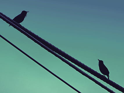 birds, singing, starling, cable, dialogue, black bird, bird, animal, nature, wildlife, no people, sky, animals in the wild, one animal, animal themes, low angle view, animal wildlife, vertebrate, perching, clear sky, blue, day, silhouette, metal, outdoors, copy space, turquoise colored, 2K, CC0, public domain, royalty free