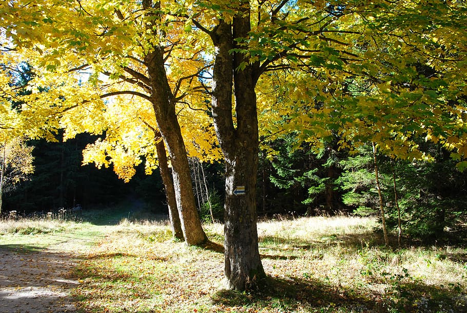 árbol, caída del otoño, follaje de otoño, naturaleza, otoño, follaje, bosque, nadie, día, tronco de arbol, planta, crecimiento, tierra, el maletero, belleza en la naturaleza, tranquilidad, luz del sol, al aire libre, escena tranquila, campo, color verde, cambio, hierba, 4K