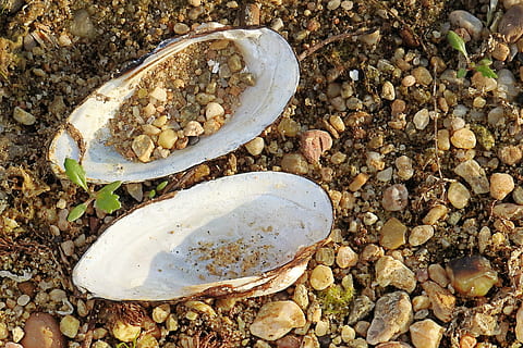 shell, řeka shell, řeky, oblázek, pevný, vysoký úhel pohledu, Skála, Příroda, přistát, den, kámen - objekt, nikdo, kámen, detail, rock - objekt, pláž, venku, zvířat, mušle, zvíře, přímo nad, slunečního světla, 4K, CC0, veřejná doména, bez autorských práv