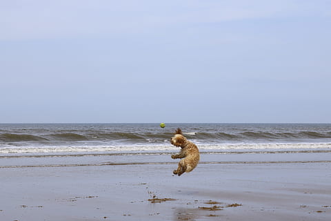 plaj, köpek, top, cockapoo, köpek yavrusu, yaz, kum, Evcil Hayvan, hayvan, okyanus, deniz, Su, tatil, sevimli, eğlence, mutlu, Güneş, dış mekan, boş, sahil, oyun, doğa, genç, dalgalar, şakacı, arkadaş, seyahat, kıyı, imtiyaz, hayvanlar ve evcil hayvanlar, kuş, açık havada, kıyı şeridi, su üzerinde ufuk, bir hayvan, ufuk, arazi, memeli, gökyüzü, hareket, hayvan temaları, manzaralar - doğa, insansız, Evcil Hayvanlar, yerli, gün, 5K, CC0, kamu malı, telif ücretsiz