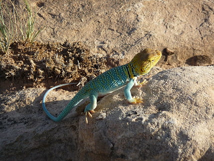 kadal, lizzard berwarna, satwa liar hewan, satu binatang, tema binatang, binatang di alam liar, hewan, reptil, bertulang belakang, alam, batu, batu - benda, hari, padat, tidak ada orang, sinar matahari, tampilan sudut tinggi, penuh, ilmu hewan, di luar rumah, tanah, 2K, CC0, domain publik, bebas royalti
