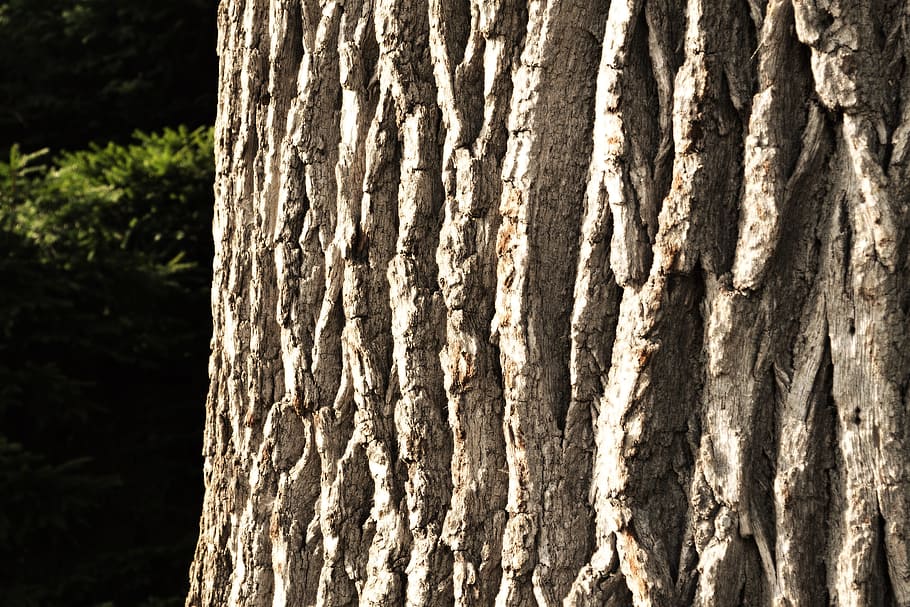 abbaiare, albero, natura, ceppo, struttura, foresta, tribù, legna, Marrone, vecchia quercia, tronco d'albero, tronco, strutturato, pianta, modello, ruvido, avvicinamento, nessuno, corteccia vegetale, giorno, concentrarsi sulle conoscenze acquisite, modello naturale, legno - materiale, all'aperto, sfondi, luce del sole, fotogramma intero, condizione naturale, 4K