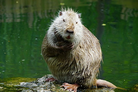 nutria, crede, după, un animal, animale tematice, animal, animale sălbatice, animale în sălbăticie, apă, mamifer, zi, lac, nici o persoana, sub apă, natură, animale vertebrate, a închide, în aer liber, să se concentreze asupra primelor elemente, păr, umed, Culoarea verde, mustăţi, 8K, CC0, domeniu public, fără drepturi de autor