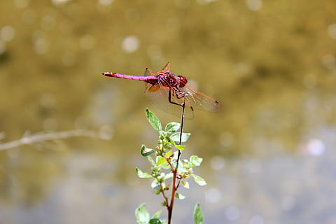 libel, kever, rood, dieren in het wild, dier, één dier, dierlijke thema's, ongewerveld, insect, dierenleven, bloem, fabriek, bloeiende plant, detailopname, focus op de voorgrond, natuur, dierenvleugel, breekbaarheid, schoonheid in de natuur, dag, geen mensen, kwetsbaarheid, buitenshuis, bloemhoofd, bestuiving, 5K, CC0, publiek domein, royaltyvrij