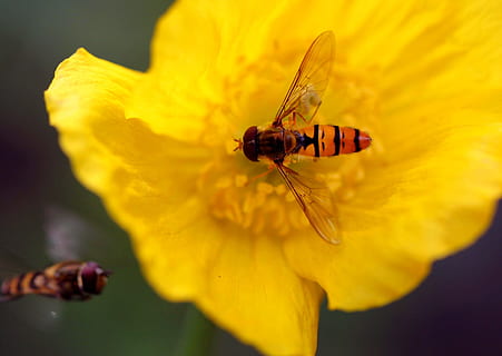 hoverfly, çiçek, Çiçek açmak, makro, Bahçe, Çiçekler, bitki, doğa, böcek, yaz, kapat, makro fotoğrafçılık, hayvan, fauna, hayvan dünyası, bitki örtüsü, makro fotoğraf, Sarı, Haşhaş, Gelincik çiçeği, oryantal haşhaş, arı poleni, bahçe tesisi, polen, renk, taçyaprağı, yaklaşım, omurgasız, hayvan yaban hayatı, Güvenlik açığı, hayvan temaları, kırılganlık, vahşi hayvanlar, kapatmak, bir hayvan, doğada güzellik, çiçekli bitki, çiçek kafa, tazelik, çiçeklenme, tozlaşma, hayvan kanadı, açık havada, 2K, CC0, kamu malı, telif ücretsiz