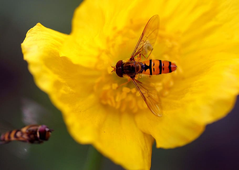 hoverfly, flor, florir, macro, jardí, flors, planta, naturalesa, insecte, estiu, tancar, fotografia macro, animal, fauna, món animal, flora, foto macro, groc, rosella, flor de rosella, rosella oriental, pol·len de l’abella, planta de jardí, pol·len, color, pètal, enfocament, invertebrat, fauna animal, vulnerabilitat, temes d'animals, fragilitat, animals a la natura, primer pla, un animal, bellesa a la natura, planta amb flors, cap de flor, frescor, inflorescència, polinització, ala dels animals, a l'aire lliure, 2K