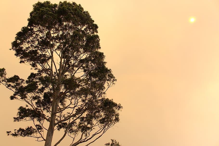 arbres, taronja, cel, tarda, vespre, taronja, cel, branques, fulles, verd, frondós, flora, escènic, paisatge, llum solar, brillant, sol, estrella, arbre, arbre únic, pi, tronc de l'arbre, naturalesa, bellesa a la natura, posta de sol, planta, creixement, tranquil·litat, branca, cap gent, escenics - natura, a l'aire lliure, silueta, color taronja, escena tranquil·la, vista d’angle baix, còpia espai, cel clar, idíl·lic, 5K