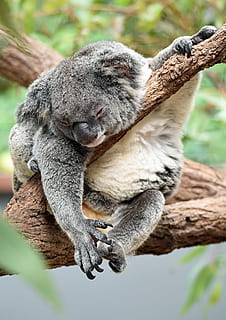 koala a la branca, coala infantil, penjant, superior, tronc, koala, arbre, branca, dorment, salvatge, pell, urpes, feliç, suportar, ós koala, bonic, bonic animal, animal australià, australium, mandrós, mamífer, animal, temes d'animals, animals a la natura, fauna animal, un animal, relaxació, naturalesa, planta, dia, vertebrats, centrar-se en primer pla, cap gent, descans, primer pla, assegut, 4K, CC0, domini públic, lliure de regalies