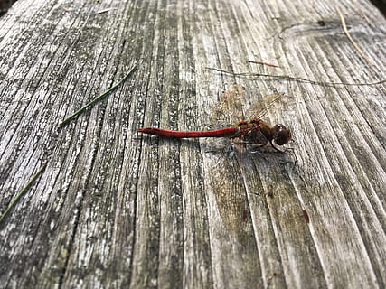 libélula, insecto, cerrar, macro, naturaleza, libélula roja, criatura, insecto volador, animal, material de madera, animales en la naturaleza, fauna animal, invertebrado, temas de animales, un animal, día, nadie, texturizado, tablón, al aire libre, de cerca, madera, vista de alto ángulo, rojo, áspero, paseo marítimo, 4K, CC0, dominio público, libre de derechos