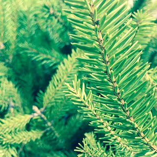 fyrretræ, træ, afdeling, grene, tæt på, nåle, grøn farve, plante, vækst, natur, ingen mennesker, blad, dag, selektiv fokusering, plante del, skønhed i naturen, fuld ramme, baggrunde, mønster, naturligt mønster, udendørs, nål - plante del, fokus på forgrunden, nåletræ, 2K, CC0, offentligt domæne, royaltyfrie