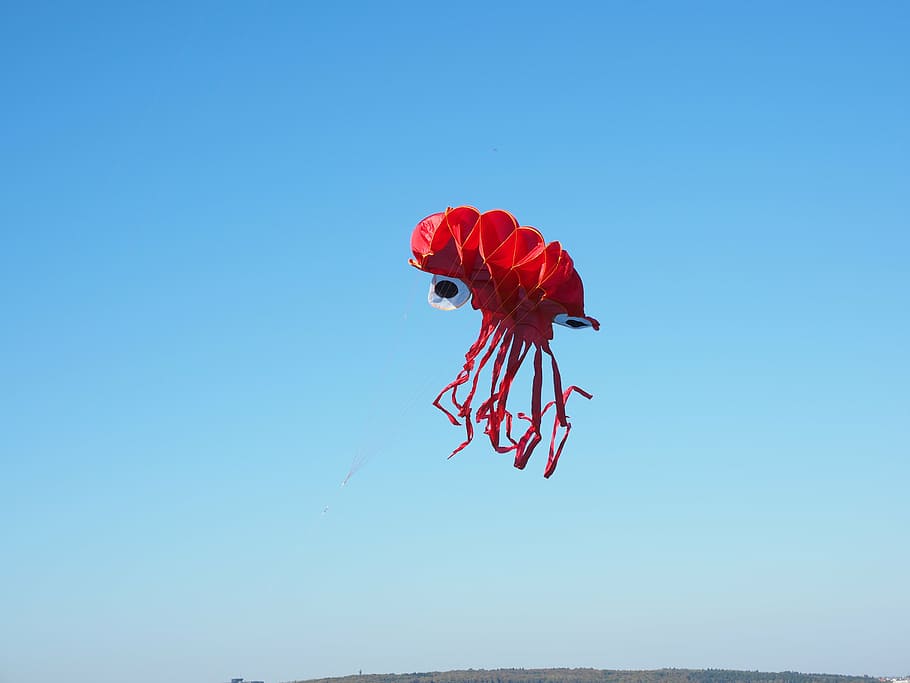 dracs, pop, calamar, vermell, volant de cometes, tardor, cel, blau, naturalesa, dia, cel clar, cap gent, còpia espai, a l'aire lliure, bellesa a la natura, volant, vista d’angle baix, a l'aire, flamenc, llum solar, un animal, ocell, lloro, vertebrats, llibertat, 4K
