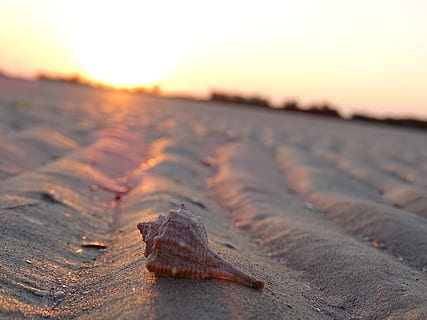 skal, sand, ebbe, sommer, solopgang, strand, helligdage, solnedgang, himmel, natur, dyr, dyreliv, jord, dyre temaer, tæt på, et dyr, fokus på forgrunden, ingen mennesker, dyr i naturen, hav, udendørs, skønhed i naturen, vand, dyreskal, kravle, overflade niveau, marine, 5K, CC0, offentligt domæne, royaltyfrie