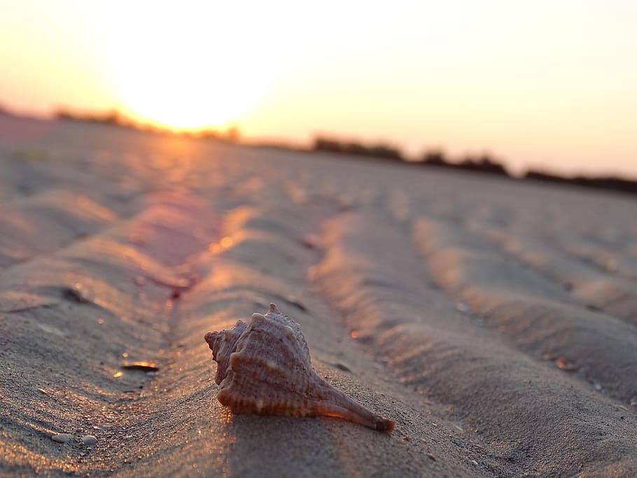 shell, sorra, reflux, estiu, sortida del sol, platja, vacances, posta de sol, cel, naturalesa, animal, fauna animal, terra, temes d'animals, primer pla, un animal, centrar-se en primer pla, cap gent, animals a la natura, mar, a l'aire lliure, bellesa a la natura, aigua, closca d’animals, rastreig, nivell superficial, marí, 5K