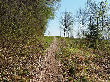 camí forestal, sendera, Camí, bosc, naturalesa, ruta, senderisme, lauterach, baden württemberg, arbre, carretera, escena rural, a l'aire lliure, paisatge, herba, tardor, planta, terra, tranquil·litat, direcció, el camí a seguir, creixement, escena tranquil·la, cap gent, brutícia, dia, cel, escenics - natura, Carretera bruta, medi ambient, escena no urbana, perspectiva decreixent, llarg, 4K, CC0, domini públic, lliure de regalies