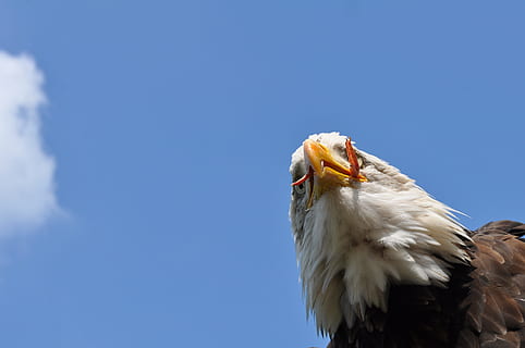 Animal, Eagle, Beak, Bird, Catch, sky, wildlife, birds, eagle - Bird, bald Eagle, bird of Prey, uSA, nature, animals In The Wild, carnivore, majestic, feather, one animal, animal themes, animal wildlife, vertebrate, blue, copy space, low angle view, animal body part, no people, day, hunting, animal head, 4K, CC0, public domain, royalty free