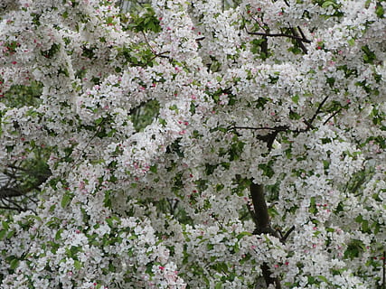 cherry, flowers, spring, flowering plant, flower, plant, beauty in nature, growth, fragility, vulnerability, freshness, blossom, springtime, tree, no people, nature, day, white color, close-up, botany, branch, outdoors, backgrounds, flower head, cherry blossom, cherry tree, 5K, CC0, public domain, royalty free