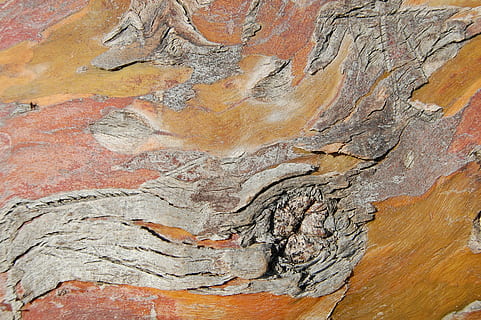 arbre, escorça, fons, tronc, bosc, textura, vell, patró, natural, superfície, fusta, marró, taronja, vermell, aspre, a l'aire lliure, resistent, naturalesa, material de fusta, resum, material, primer pla, rock - object, rock, formació de roca, sòlid, cap gent, dia, art i artesania, història, antic, creativitat, representació, bellesa a la natura, geologia, cara de roca, marc complet, erosionat, civilització antiga, 2K, CC0, domini públic, lliure de regalies
