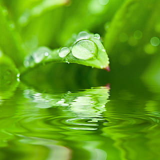 grøn, blad plante, dug dråbe, legeme, vand, dryppe, dug, dugdråbe, dråbe vand, blad, halm, græs, plante, glitter, perler, makro, tæt, græsblad, våd, natur, bio, biologisk, eliksir, slap af, lempelse, genopretning, eksotisme, have, sund og rask, velsigne dig, harmoni, klar, selvfølgelig, fugtighed, baggrund, oase, kilde, regn, regndråbe, terapi, wellness, føle sig hjemme, tropisk, grøn farve, tæt på, skønhed i naturen, dråbe, friskhed, plante del, ingen mennesker, selektiv fokusering, vækst, skrøbelighed, dag, sårbarhed, afspejling, renhed, udendørs, flyder på vandet, blade, 4K, CC0, offentligt domæne, royaltyfrie