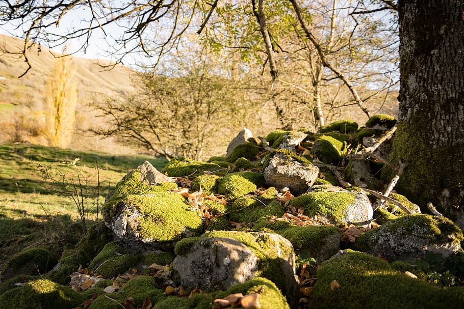 autunno, albero, roche, schiuma, natura, paesaggio, le foglie, fogliame, foresta, quercia, pianta, crescita, nessuno, muschio, la tranquillità, giorno, bellezza nella natura, colore verde, luce del sole, terra, all'aperto, roccia, solido, tronco d'albero, roccia - oggetto, tronco, scena tranquilla, bosco, 5K