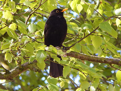 Bird, Blackbird, Tree, nature, animal, branch, wildlife, outdoors, perching, beak, green Color, animals In The Wild, one animal, animal wildlife, vertebrate, animal themes, plant, plant part, leaf, low angle view, day, black color, no people, 4K, CC0, public domain, royalty free