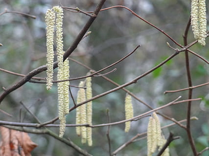 Hasel, Kätzchen, Frühling, Pflanze, Fokus auf den Vordergrund, Tag, Nahansicht, Natur, Baum, Wachstum, keine Leute, Ast, draußen, Schönheit in der Natur, selektiver Fokus, Zweig, Pflanzenstamm, Ruhe, Weidenkätzchen, Zaun, Draht, Metall, Land, 4K, CC0, gemeinfrei, lizenzfrei