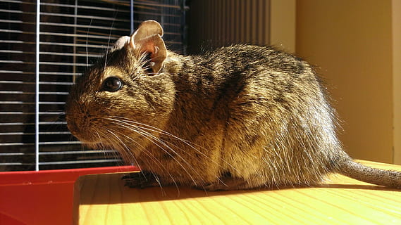 keř, krysa, myš, degu, krysa krysa, slunce, lesk, Jasný, Sluneční svit, hnědý, savec, jednoho zvířete, zvíře, zvířat, domácí, detail, domácí mazlíčci, obratlovců, vous, nikdo, domácí zvířata, koukal, hledá, uvnitř, hlodavec, klec, kočka, slunečního světla, Kočkovitý, zobrazení profilu, 2K, CC0, veřejná doména, bez autorských práv